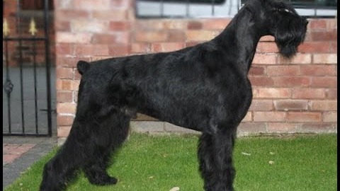 The Giant Schnauzer is a working breed of dog developed in the 17th century in Germany. It is the largest of the three breeds of Schnauzer—the o...